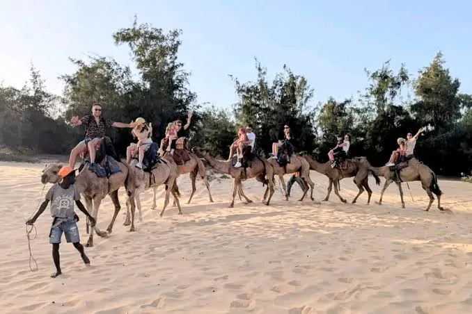 Cheval et dromadaire — Sénégal